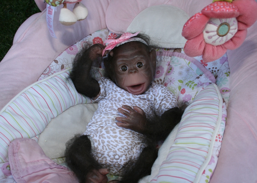 reborn chimpanzee