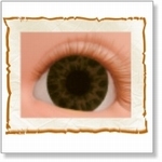 7501 - Eyes :  HQ acryl ogen Chocolate Brown 