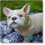 309110 - Dollkit 15 -  Bellami -  Franse Bulldog - UITVERKOCHT